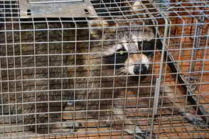 Montgomery County PA - Raccoon Trapping - Raccoon Trapper