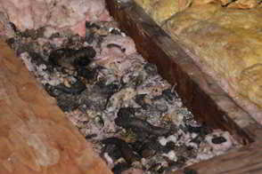 Raccoon Feces and Urine Contamination