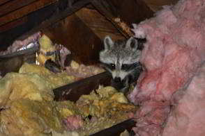 Raccoon in Attic