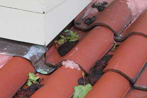 Raccoon Droppings on Roof