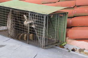 Raccoon on Roof - Trapping and Removal