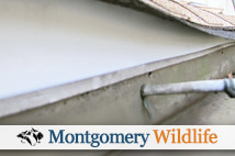 Squirrel Proofing in Montgomery County, Pennsylvania