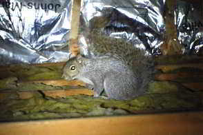 Squirrels in Attic - Squirrel Removal