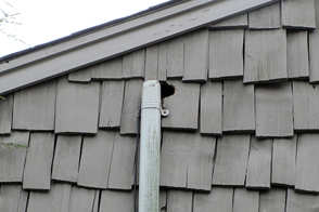 Montgomery County PA - Noises in the Attic