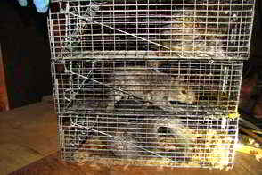 Montgomery County PA - Squirrel Trapping